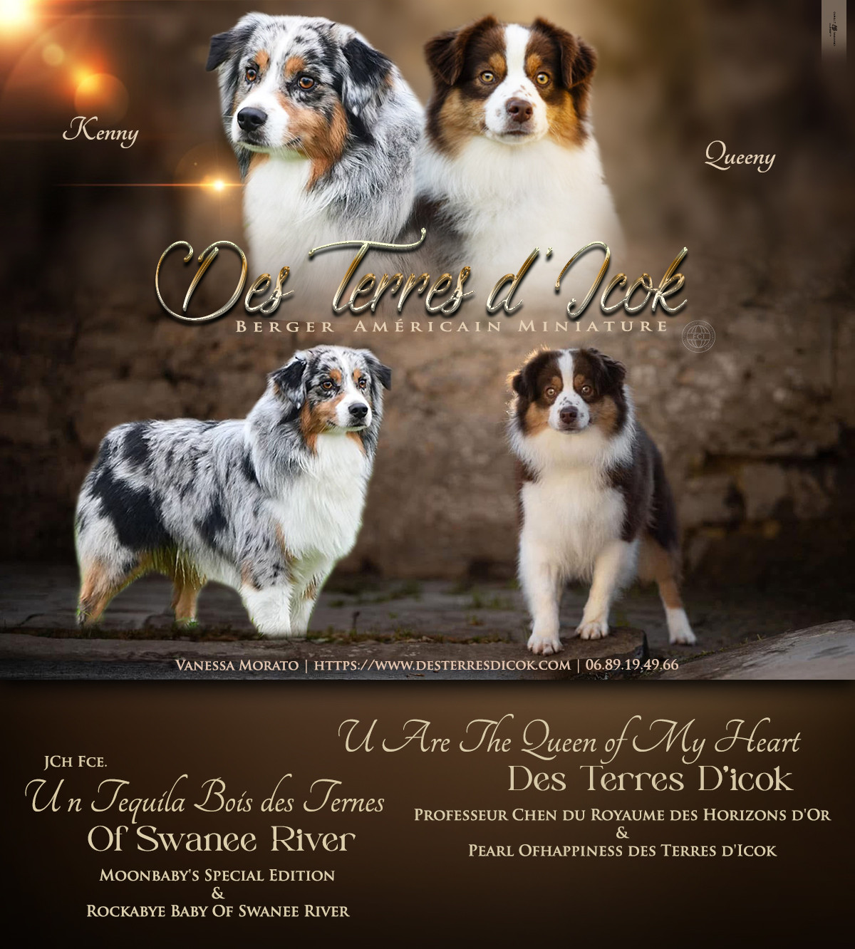 Chiot Berger Américain Miniature  Des Terres d'Icok