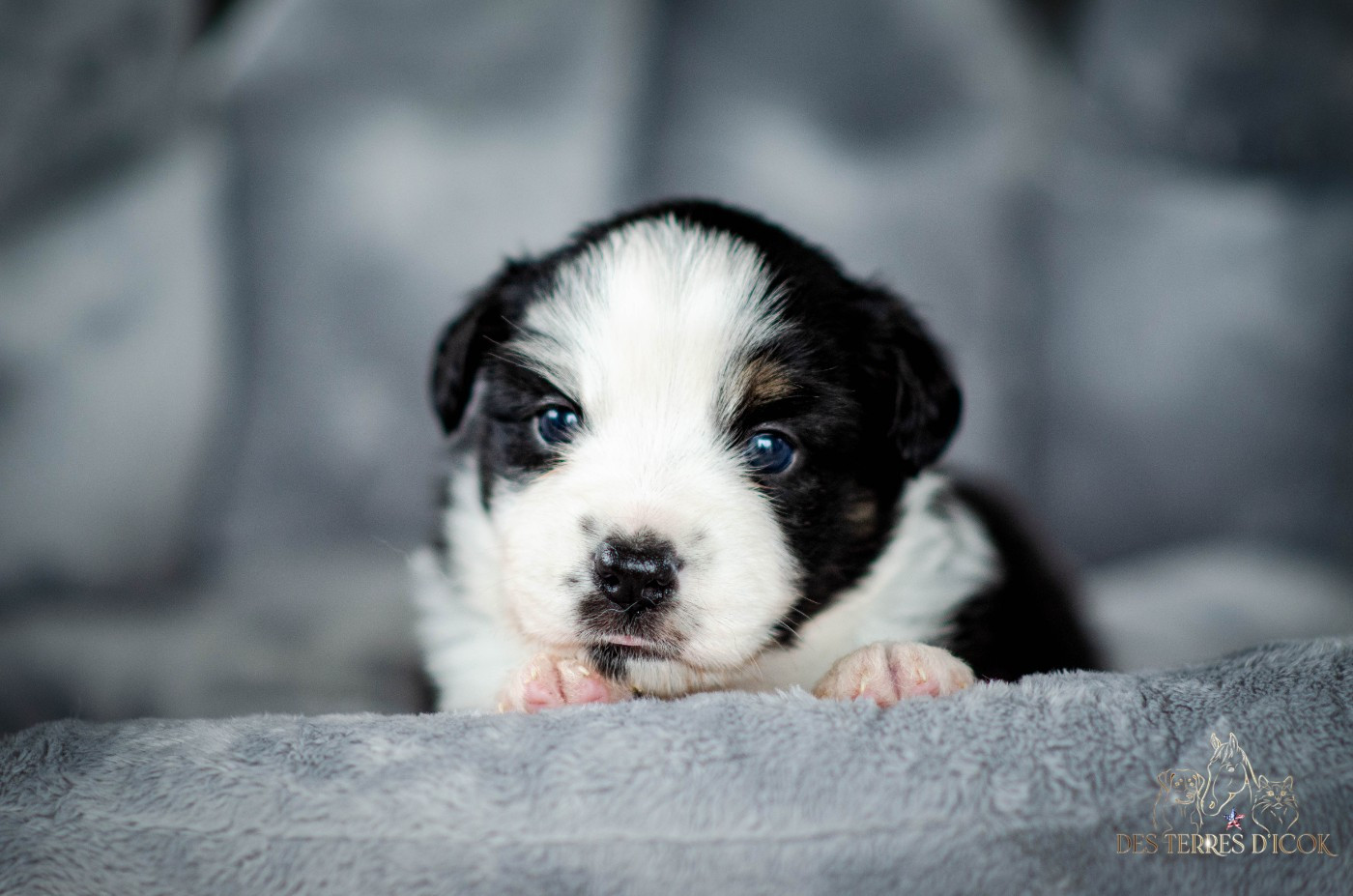 Des Terres d'Icok - Chiots disponibles - Berger Américain Miniature 