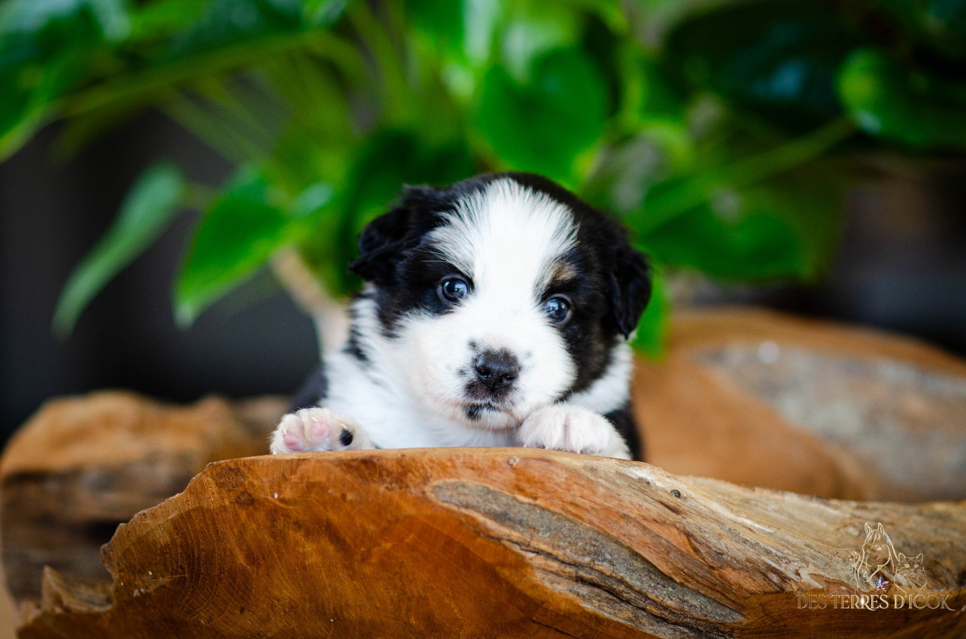 Des Terres d'Icok - Chiots disponibles - Berger Américain Miniature 