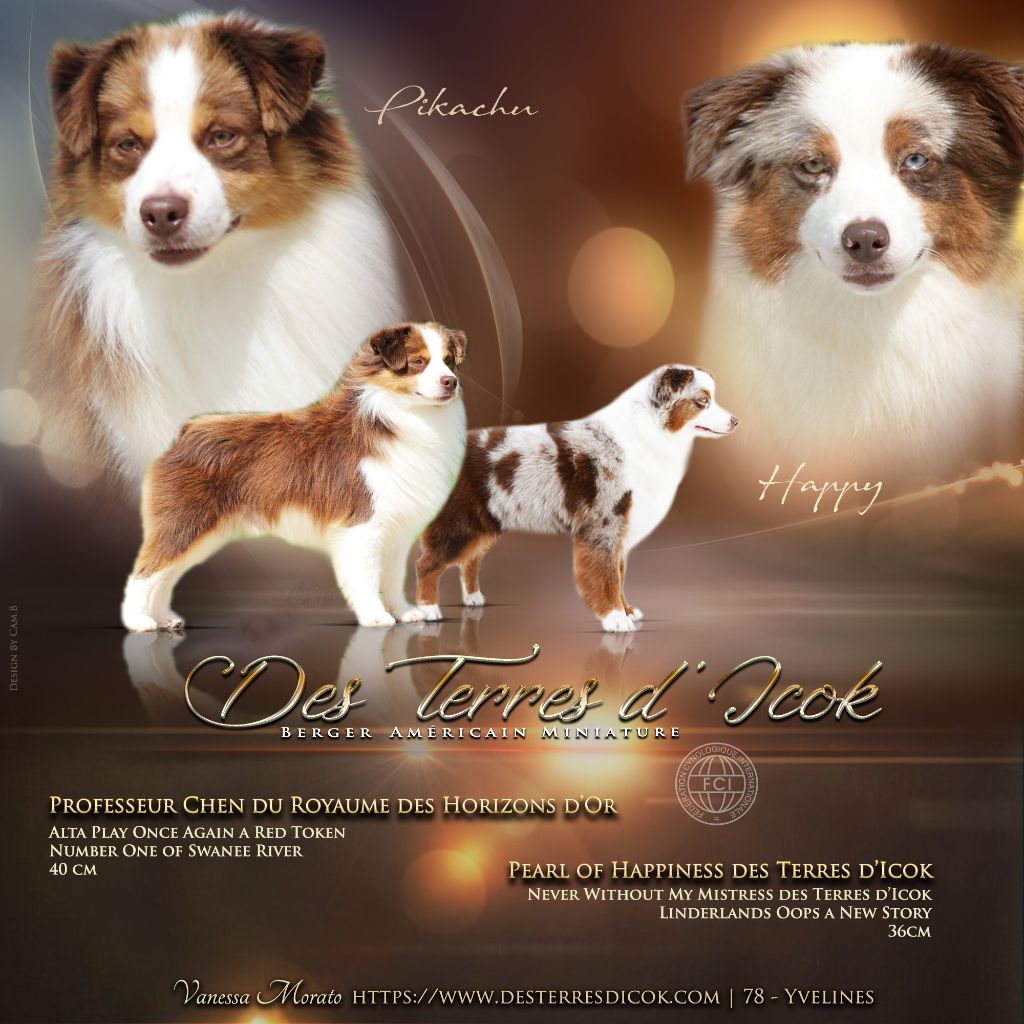 Chiot Berger Américain Miniature  Des Terres d'Icok